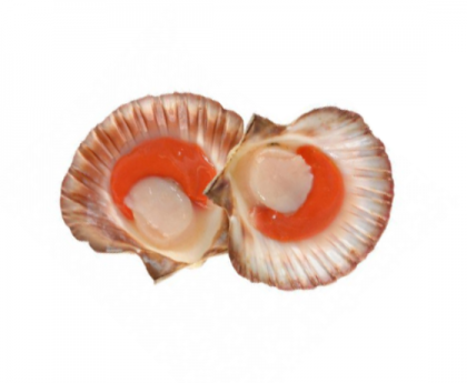 新西兰Queen Scallops1KG装约36-40个